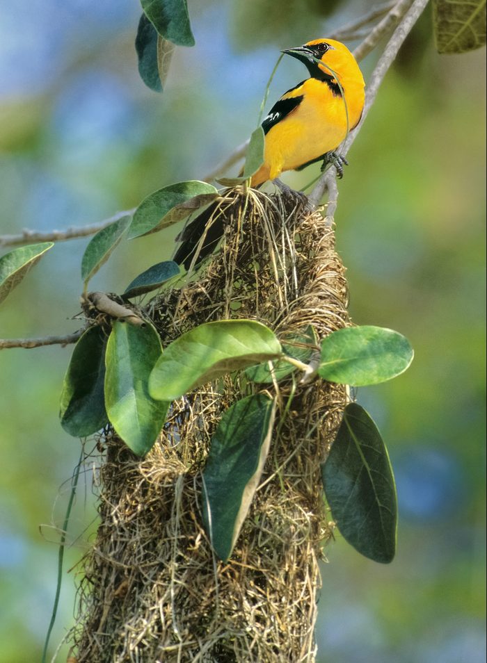 Altamira oriole
