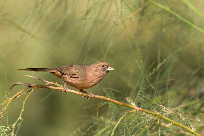 Aberts Towhees Pipilo Aberti Are Small Dusky Plumaged Songbirds Of Riparian Habitats In Western Arizona And May Venture Into Southern California