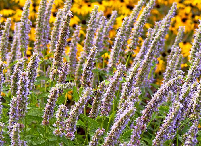 cottage garden plants, Blue Fortune anise hyssop