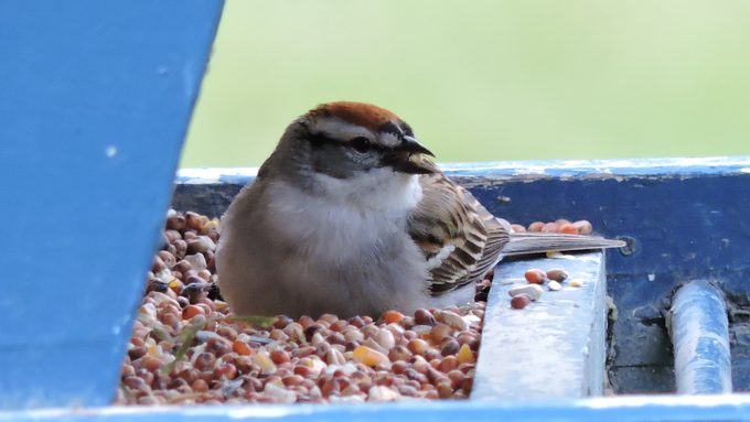 what do sparrows eat