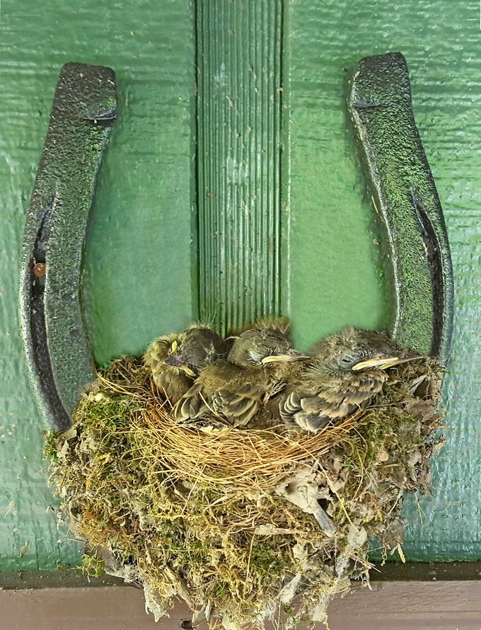 how long do baby birds stay in the nest, phoebe nest