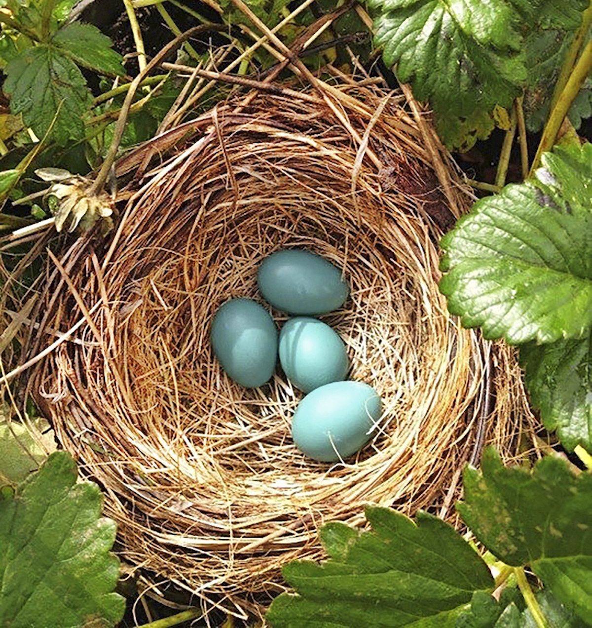 Robin eggs