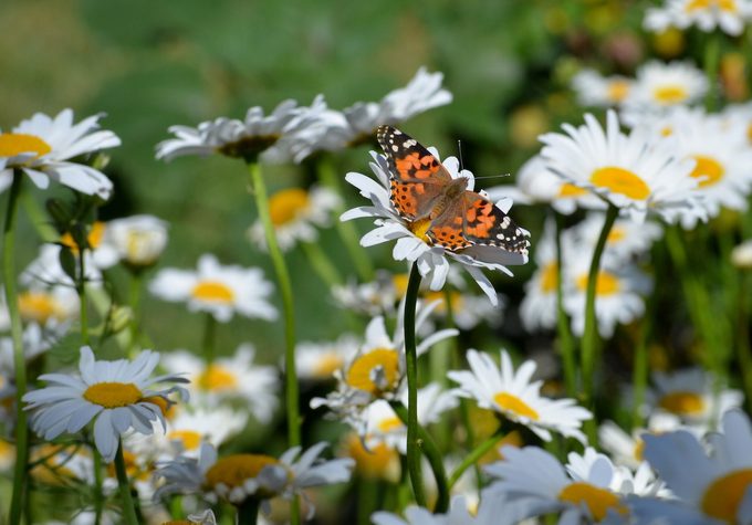 april birth flower