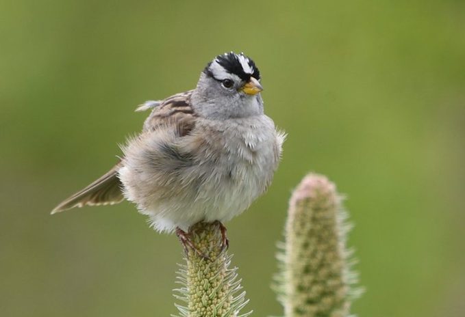 white-crowned sparrow