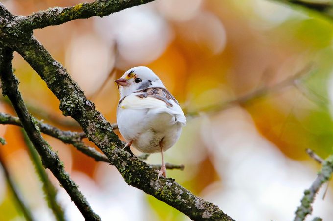 leucistic and albino birds