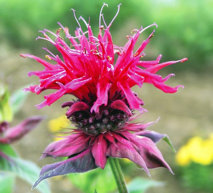 cottage garden plants, bee balm
