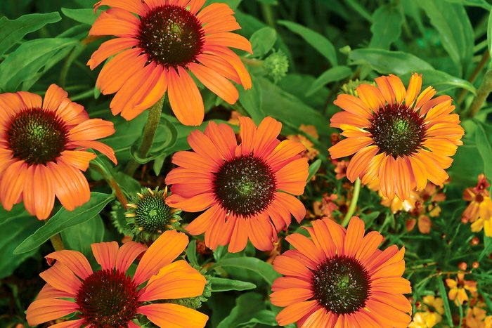 cottage garden plants, Tangerine Dream coneflower
