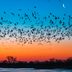 Amazing Bird Migration Secrets Revealed