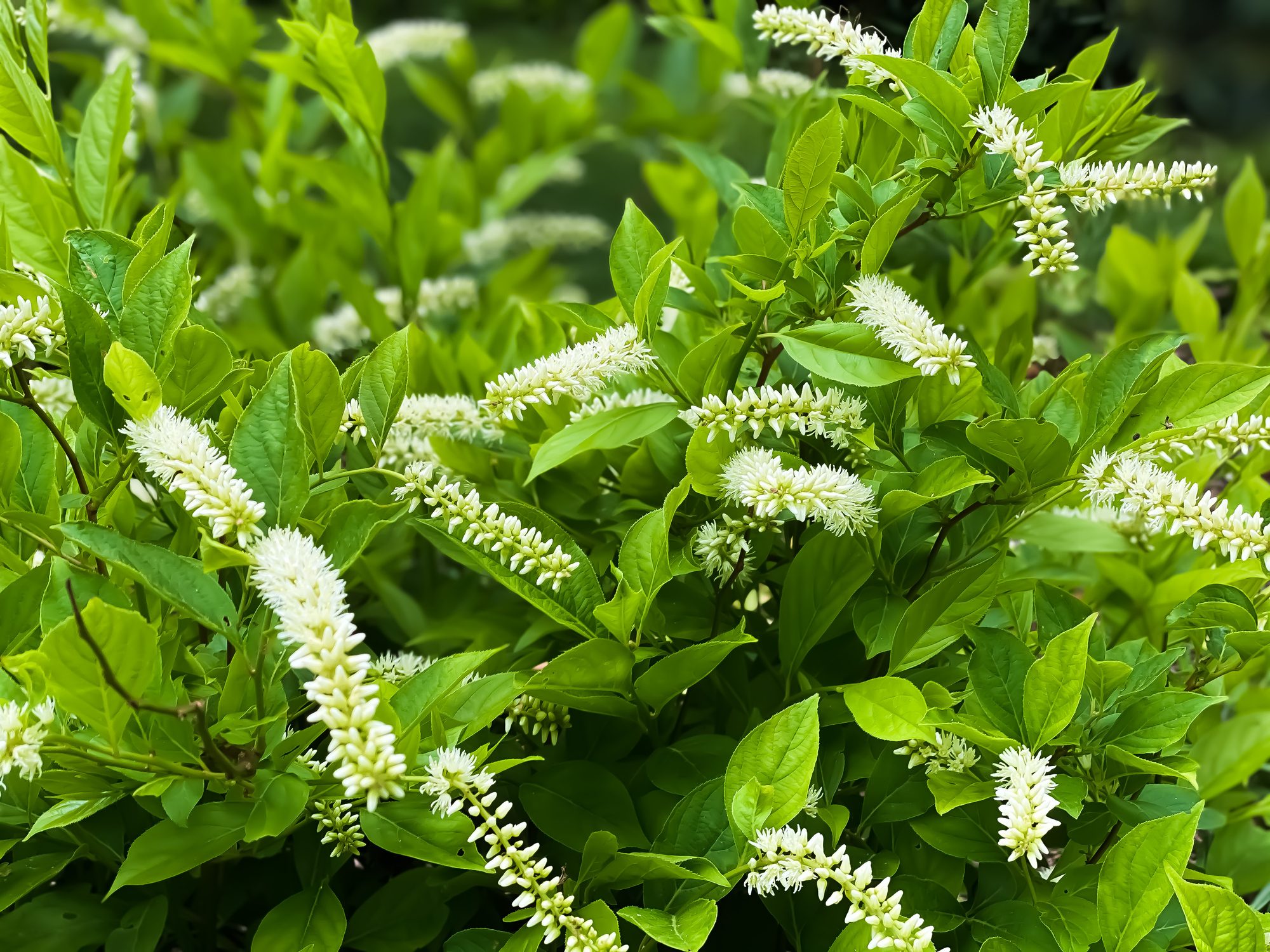white virginia sweetspire blossoms