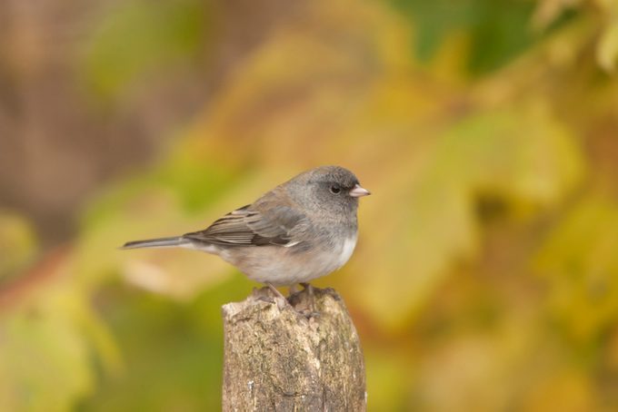 Dark-eyed Junco female in fall autumn