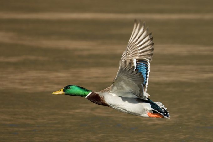 Close-up of bird flying over lake