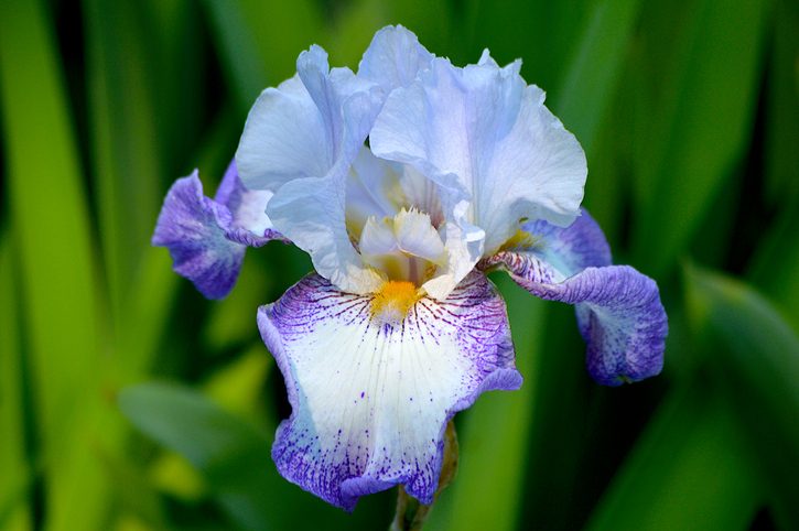 Bearded Iris