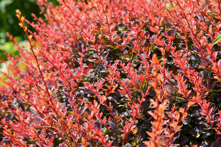 Red leaves on shrub.