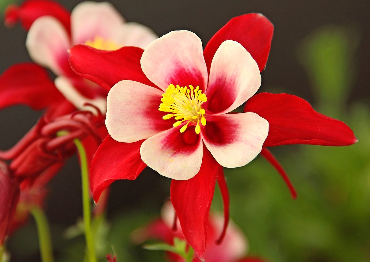 Alluring Red Columbine