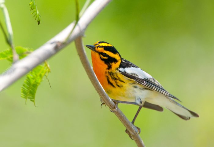 Blackburnian Warbler - South Texas