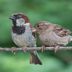 House Sparrow: Least Wanted Backyard Bird