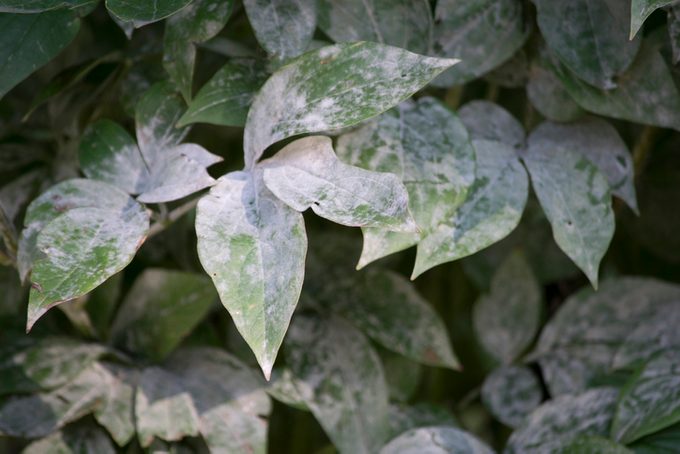 Powdery mildew disease on peonies