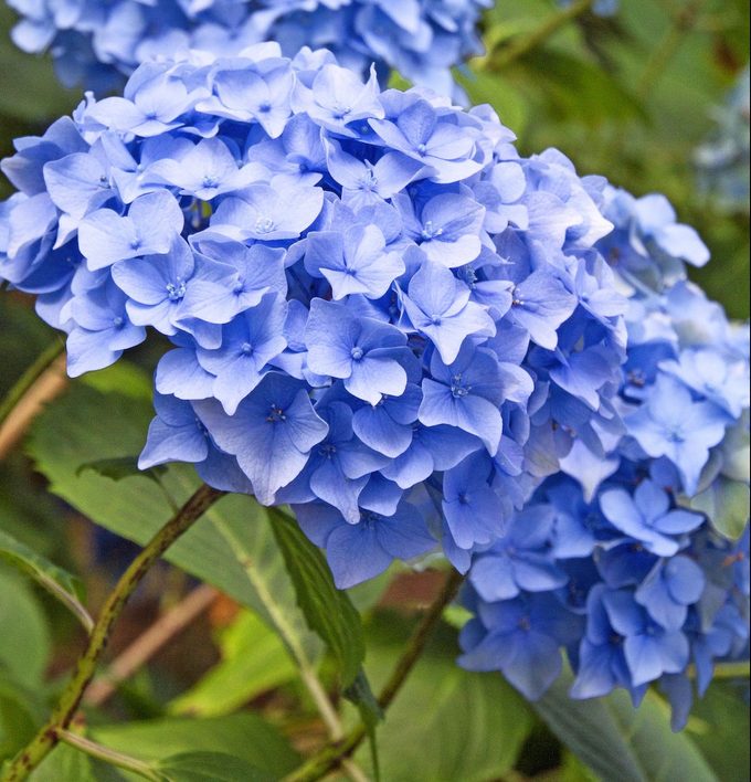 Hydrngeamacrphyllanikkoblue 440mbb