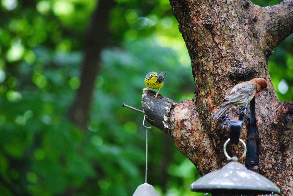 canada warbler