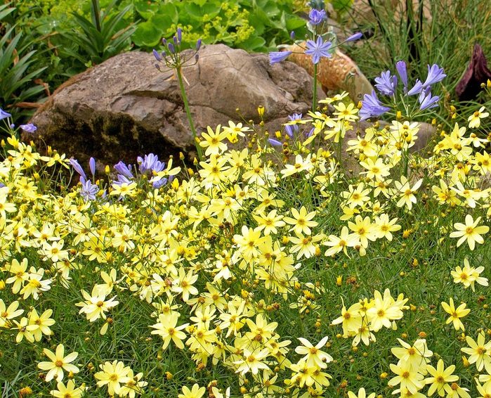 Moonbeam Threadleaf Tickseed