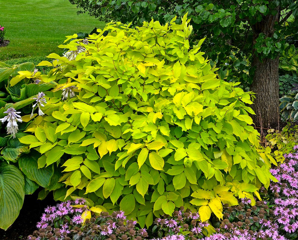 Pw Aralia Sun King 