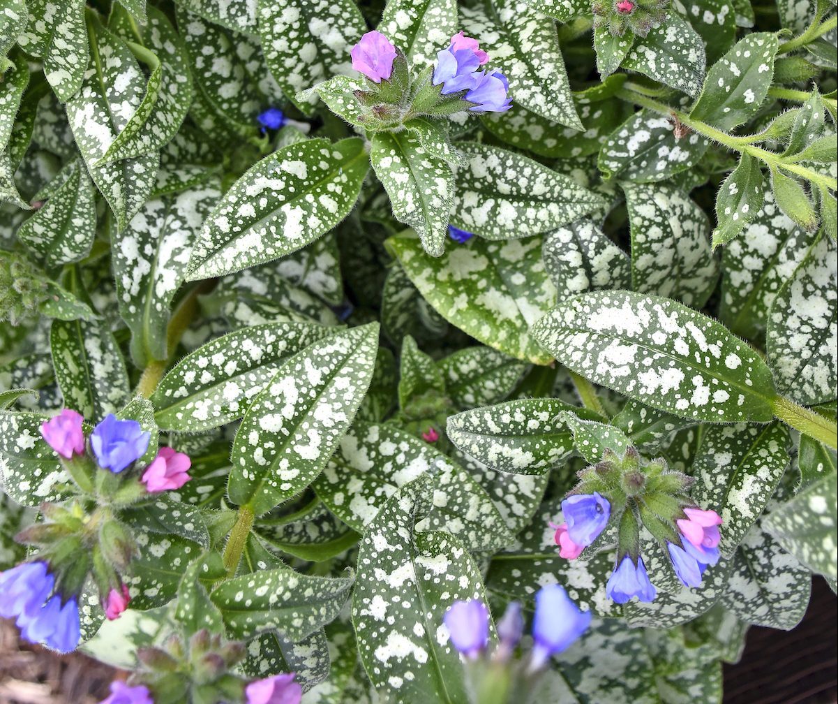 Pwpulmonaria Pink A Blue