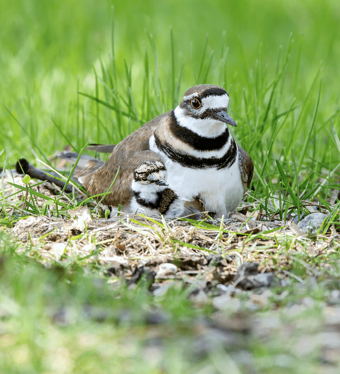 Killdeer nest, how long do baby birds stay in the nest