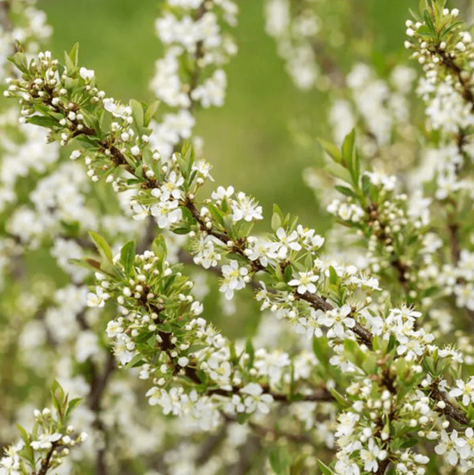 jade parade sand cherry