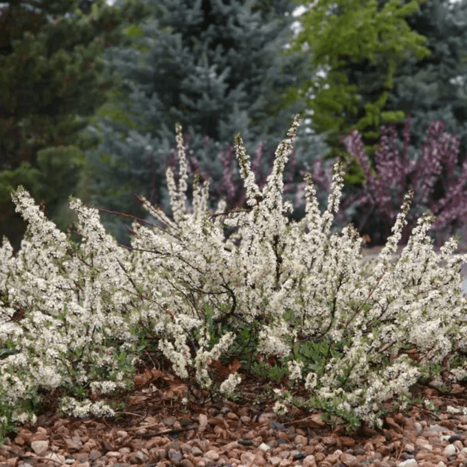 pawnee buttes shrub