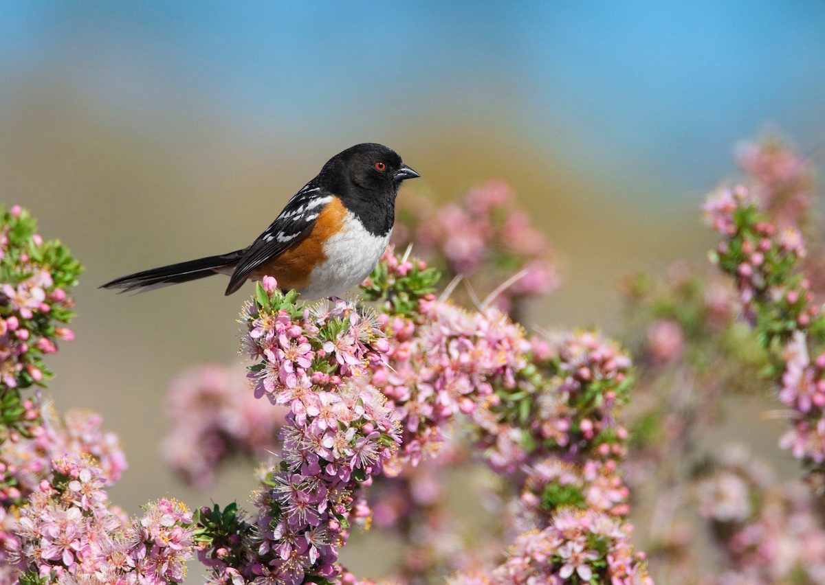 Spottedtowheem 2704