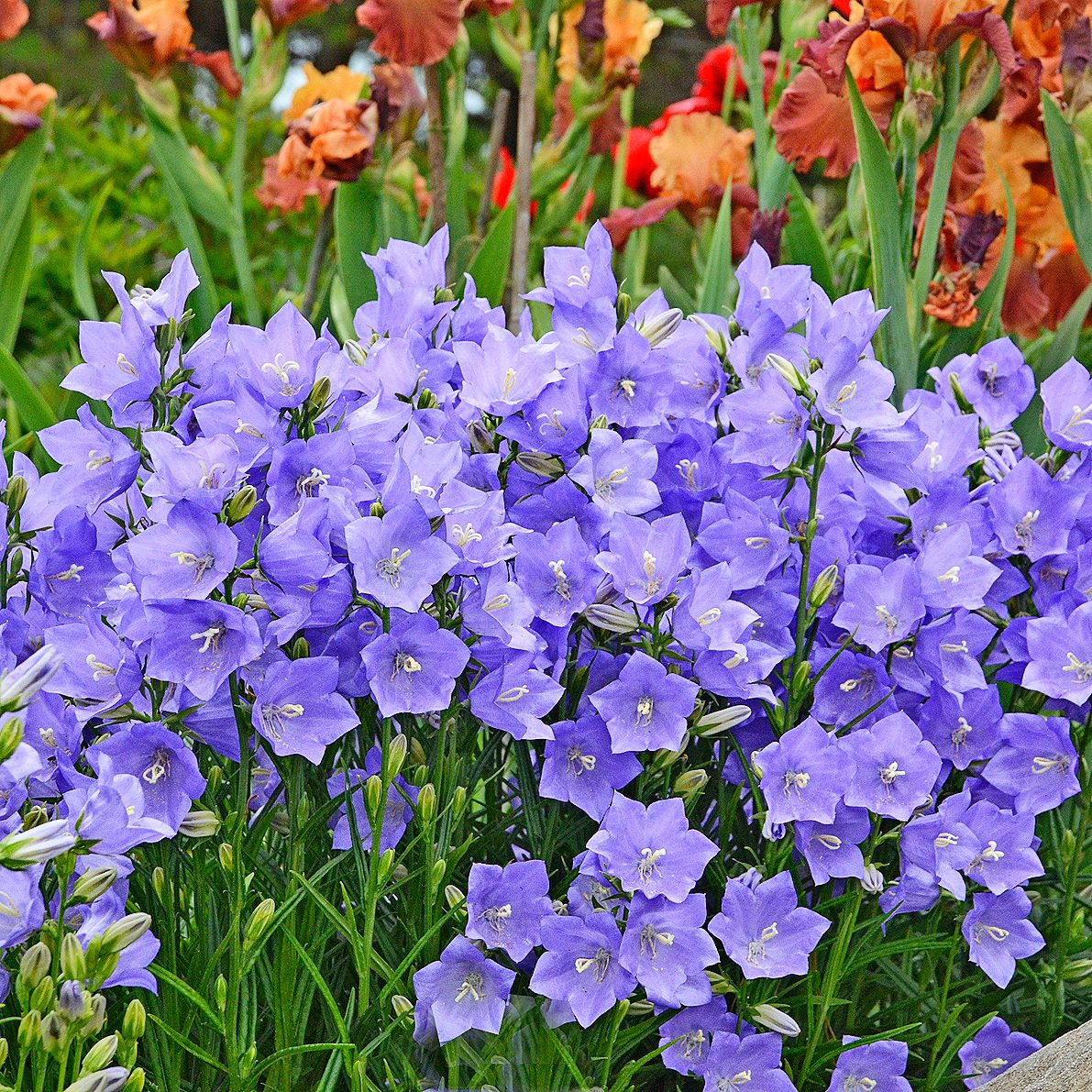 shade plants, Wgcampanula Persicifolia
