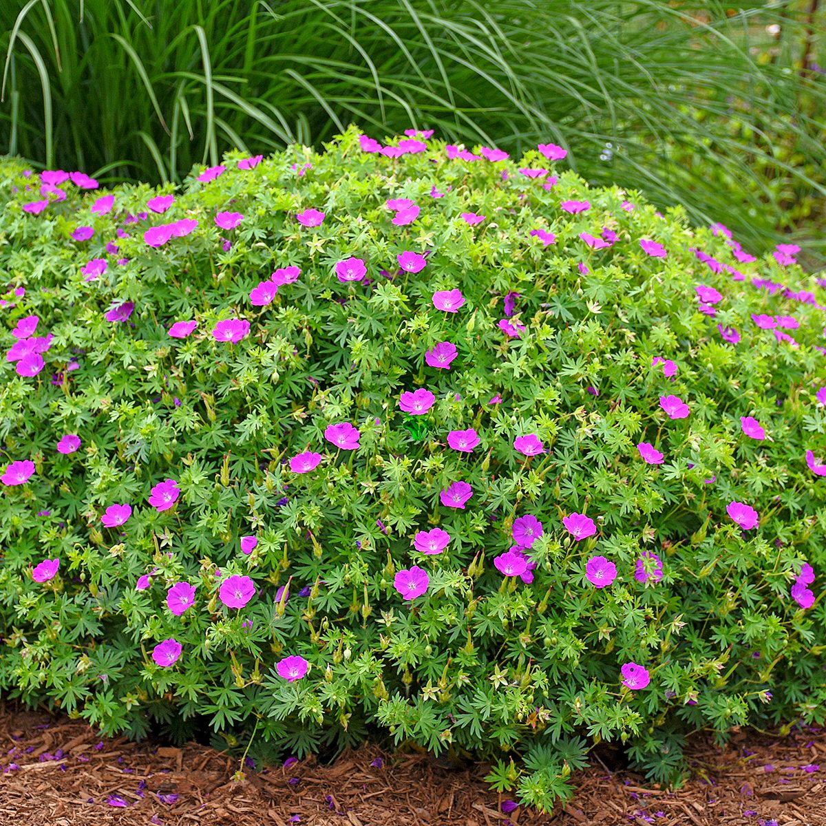 Wggeranium Sanguineum Newhmpshrprpl