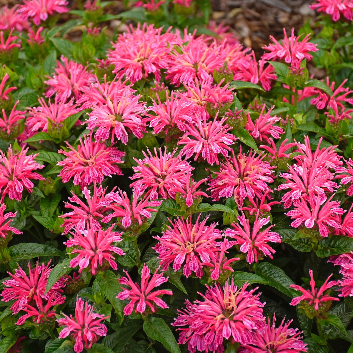 shade plants, Wgmonarda Leading Lady Pink