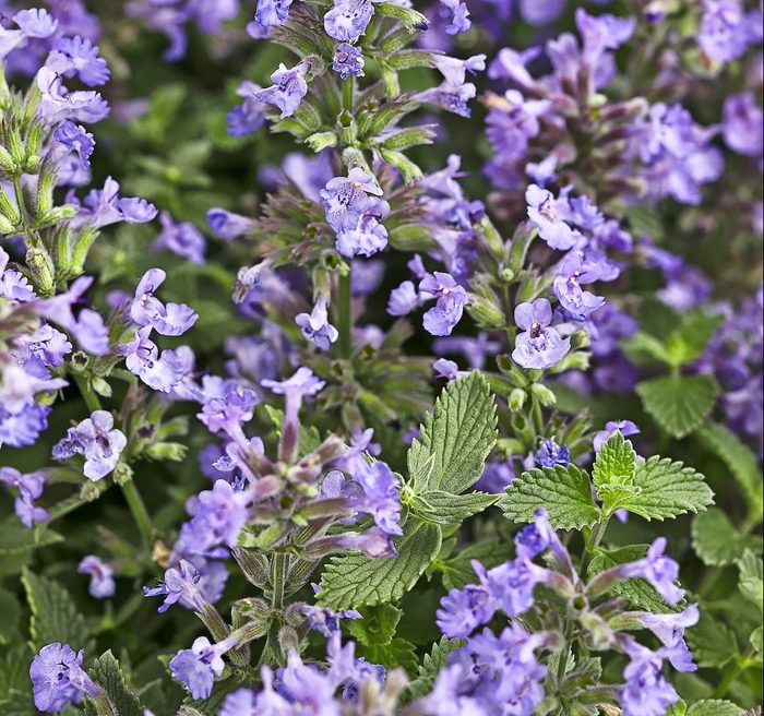cottage garden plants, Cat’s Meow catmint