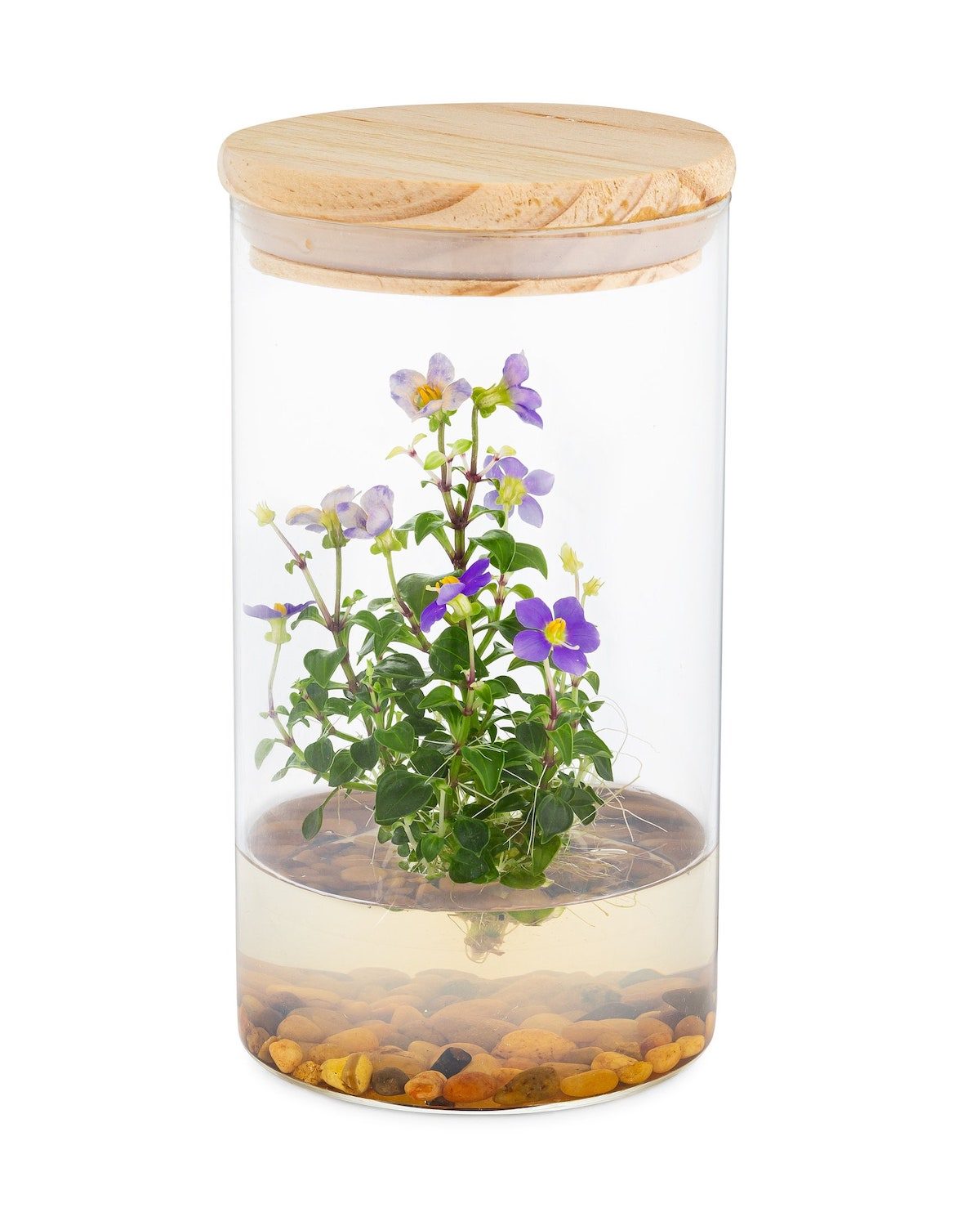 violet terrarium