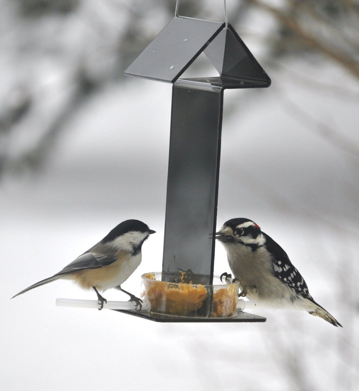 Peanut butter feeder