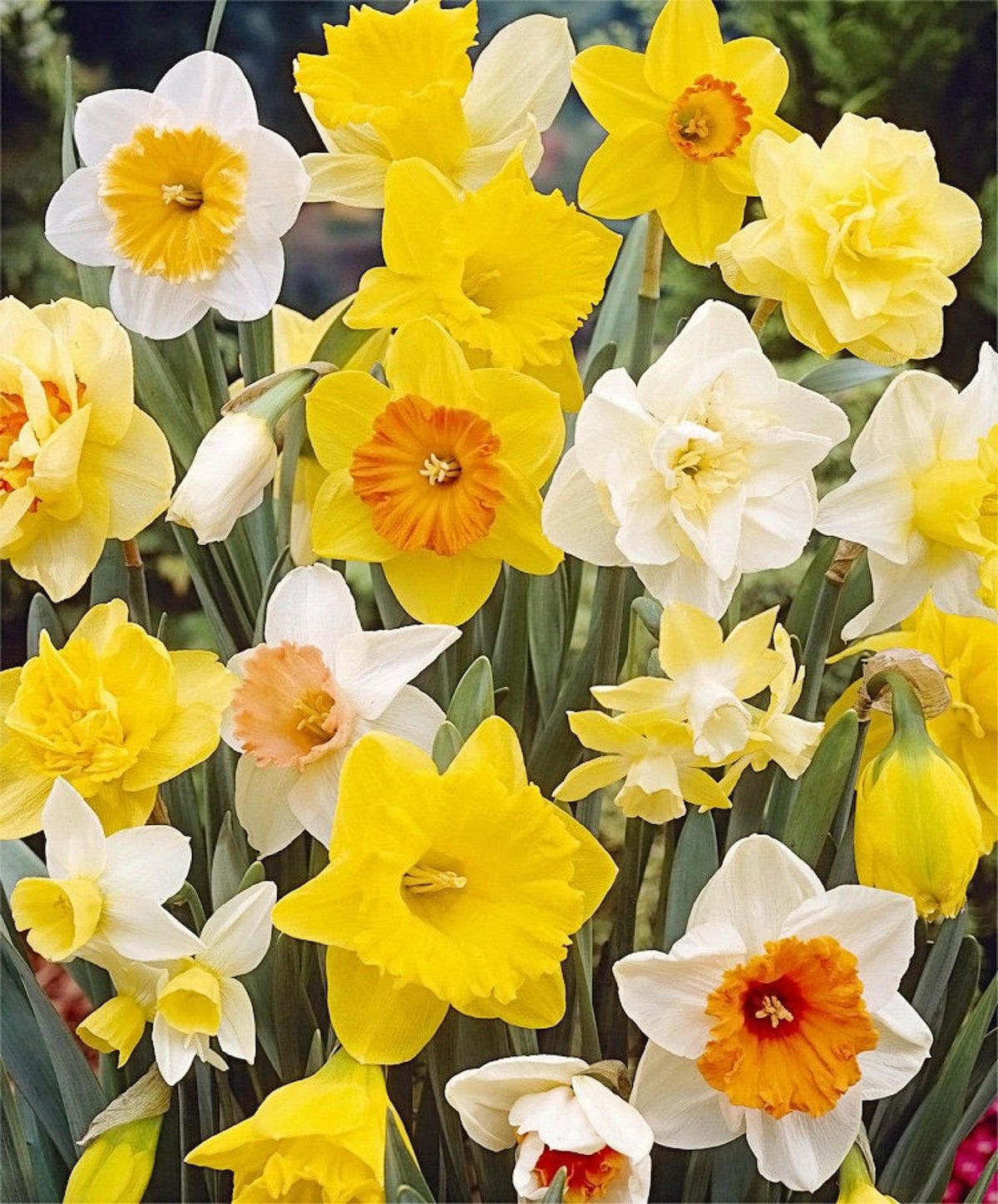daffodil bulbs