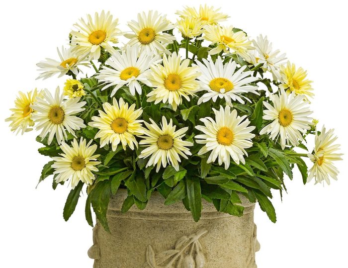 Banana Cream Shasta daisy