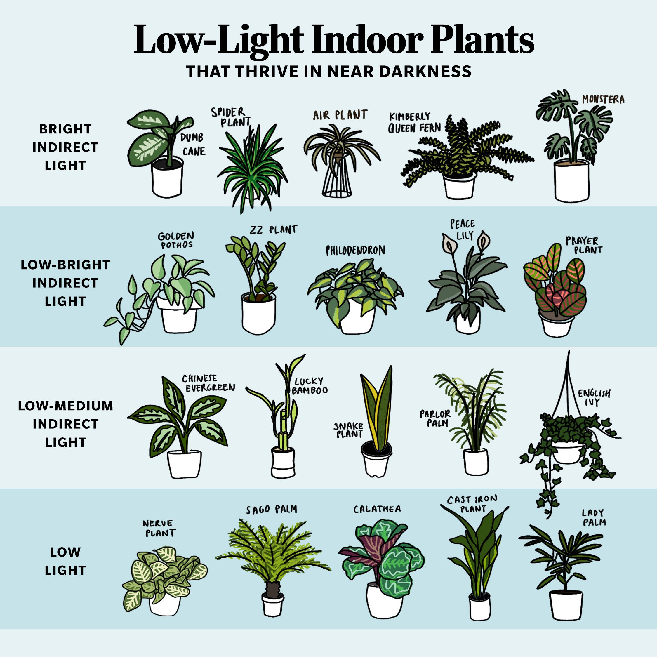 Low Light Plants Square No Logo