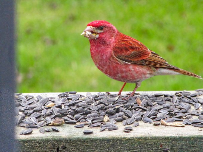 14 Bbxmay22 purple finch