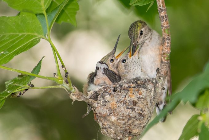 baby hummingbird