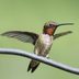 Attract More Hummingbirds for Less Money