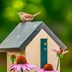When Will House Wrens Return in Spring?