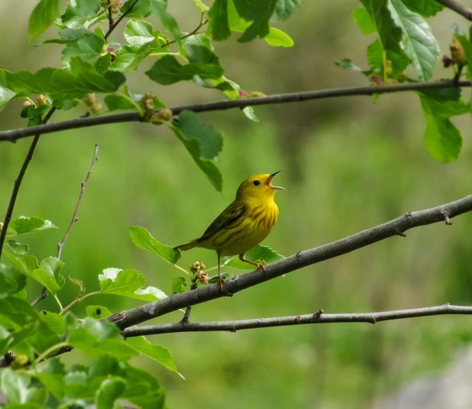yellow warbler singing