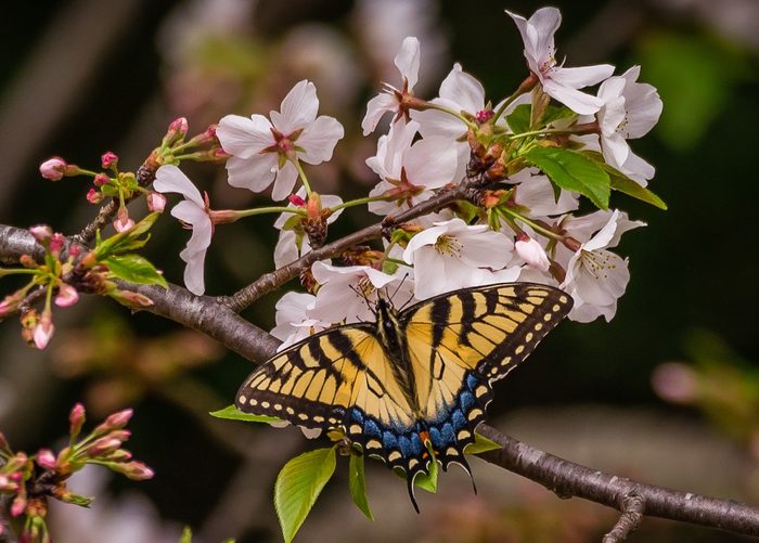 how to attract butterflies