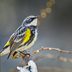 33 Pictures of Warblers That Will Make You Want to Go Birding