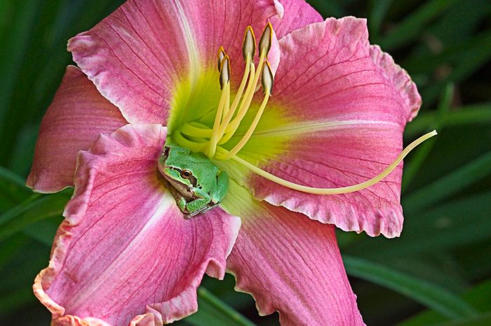 beautiful flowers