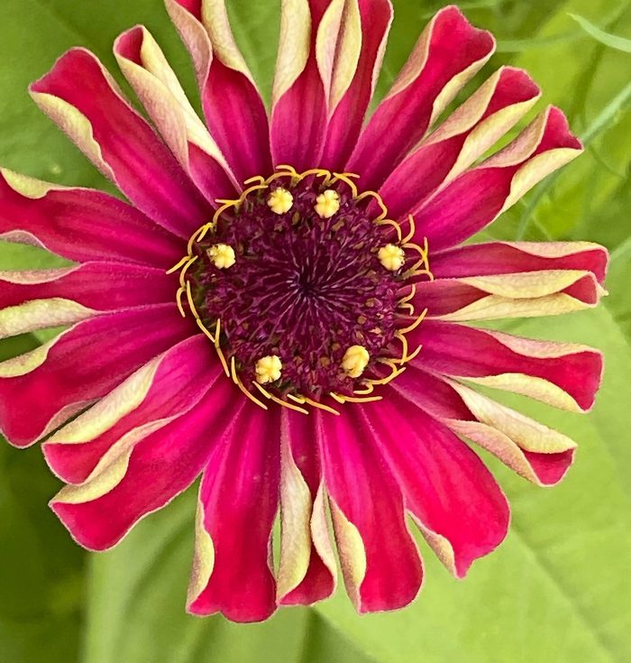 beautiful flowers