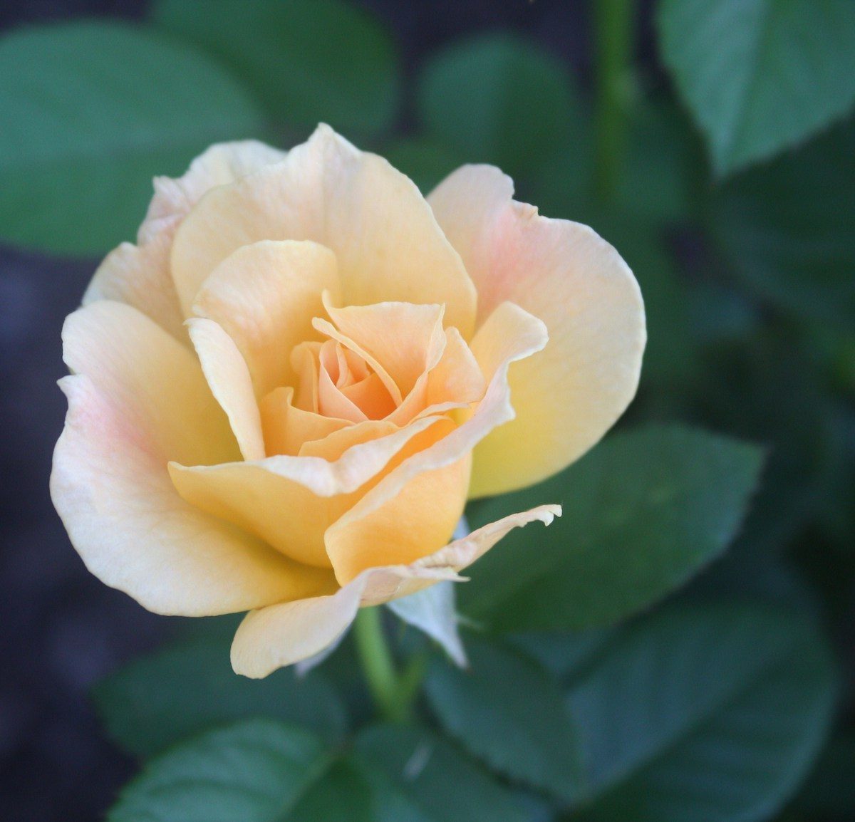 Peace Rose From Our Garden
