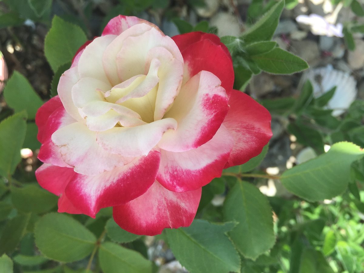 june birth flower gift guide